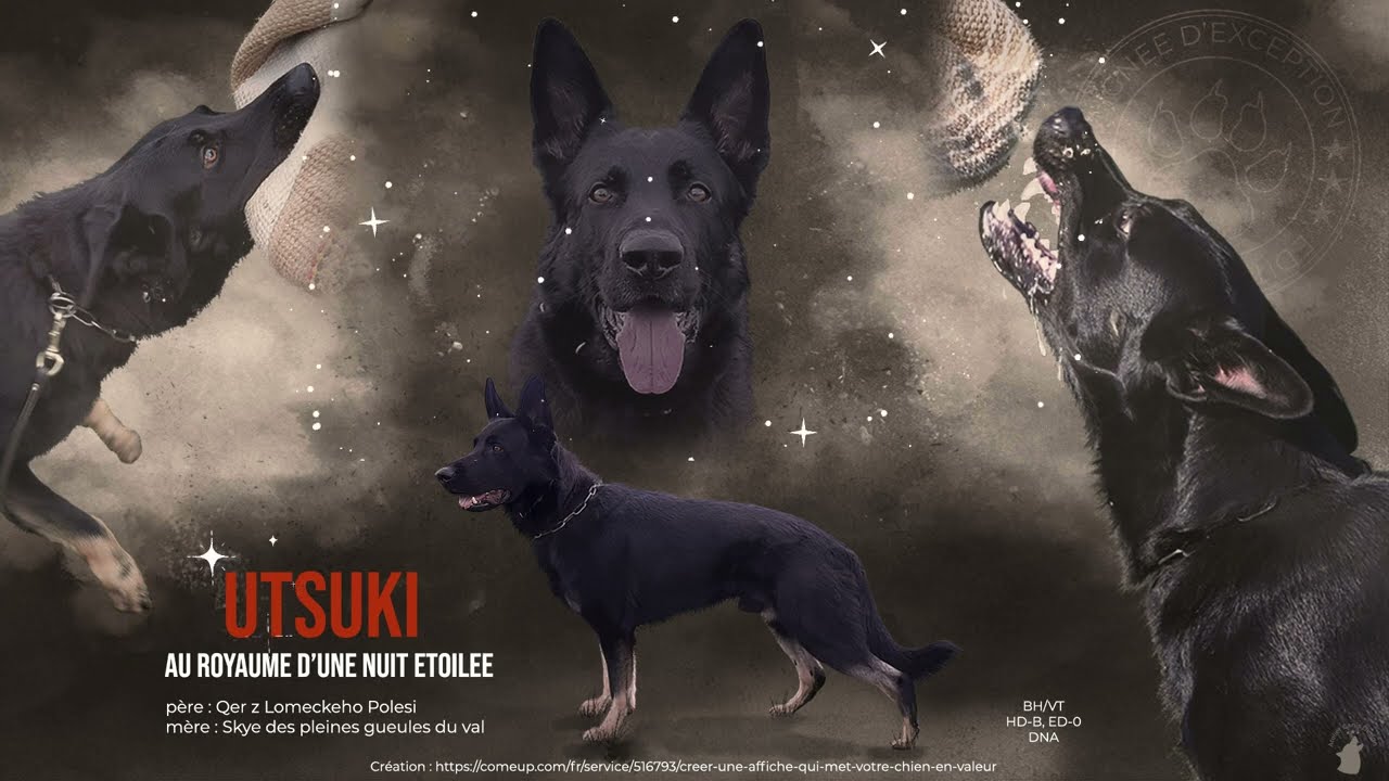 créer une affiche qui met votre chien en valeur