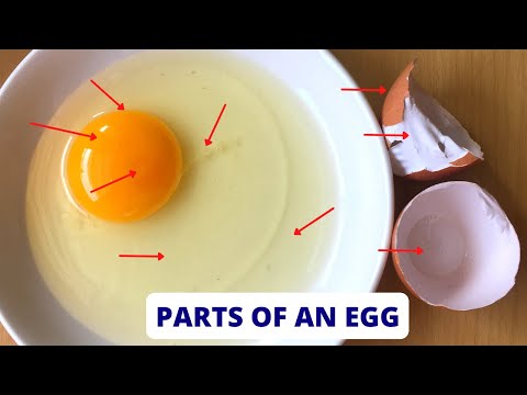 Видео: Өндөгний аль нь зөв зам вэ?
