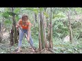 Build farm develop banana trees  plant banana trees around the farm  off grid living