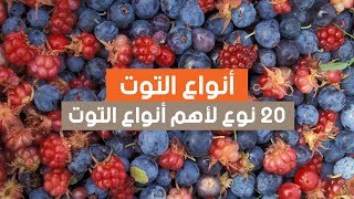 انواع واسماء التوت بالصور. 20 نوع مدهش لا تعرفه من قبل