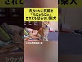 赤ちゃんに尻尾を「もにゅもにゅ」されても怒らない柴犬 #shibainu #柴犬 #shorts