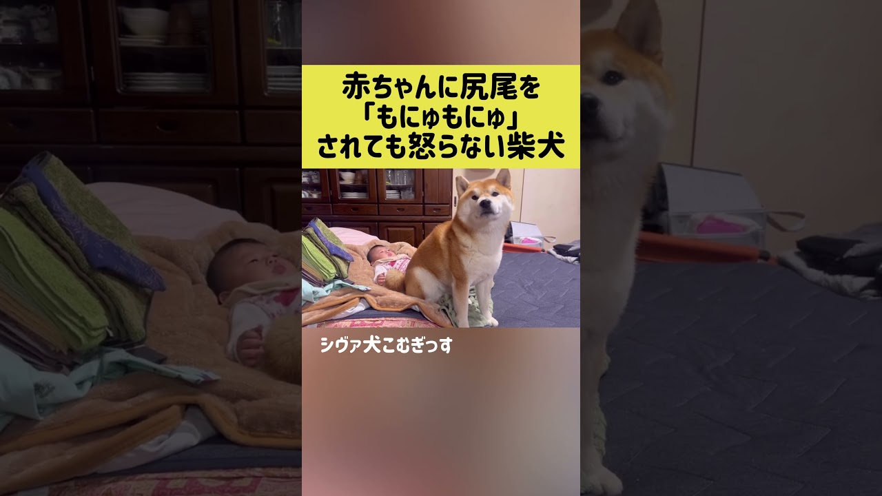 赤ちゃんに尻尾を「もにゅもにゅ」されても怒らない柴犬 #shibainu #柴犬 #shorts