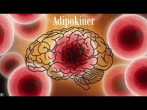 Video: Hvitstoffbetennelse Og Kognitiv Funksjon I Et Co-morbid Metabolsk Syndrom Og Prodromal Alzheimers Sykdom Rotte Modell
