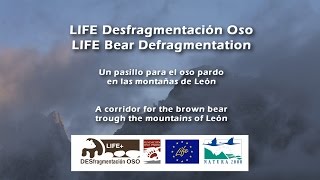 Un pasillo para los osos cantábricos - A corridor for Cantabrian bears