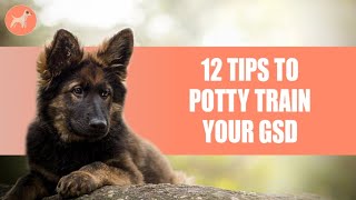 German Shepherd Potty Training: 12 Tips To Get It Right The Very First Time