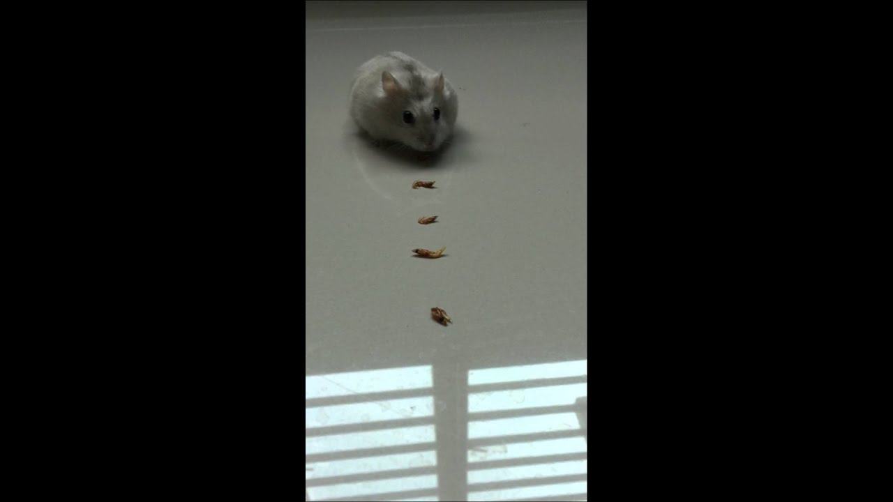 Hamster hiding food - YouTube