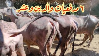 اكبر عروض الجاموس الوالد والعشر والاغنام البرقي والرحماني