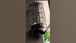 BURUNG BRANJANGAN WATES WIRING KUNING ISIAN MEWAH