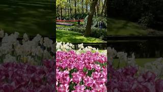 Keukenhof tulip garden 🌷 2026 #netherlands #tulip #flowers #spring