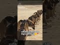 #pakistan #se#ladne#ke#liye#dogs #foji #india #winner #indianarmy #viralvideos #treandingshort