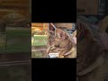 自認猫のクサガメ