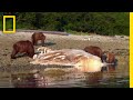 クジラの死骸を巡るハイイログマの争い | ナショジオ