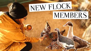 Introducing New Flock Members  Muscovy Ducks, Guinea Fowl, and Chickens