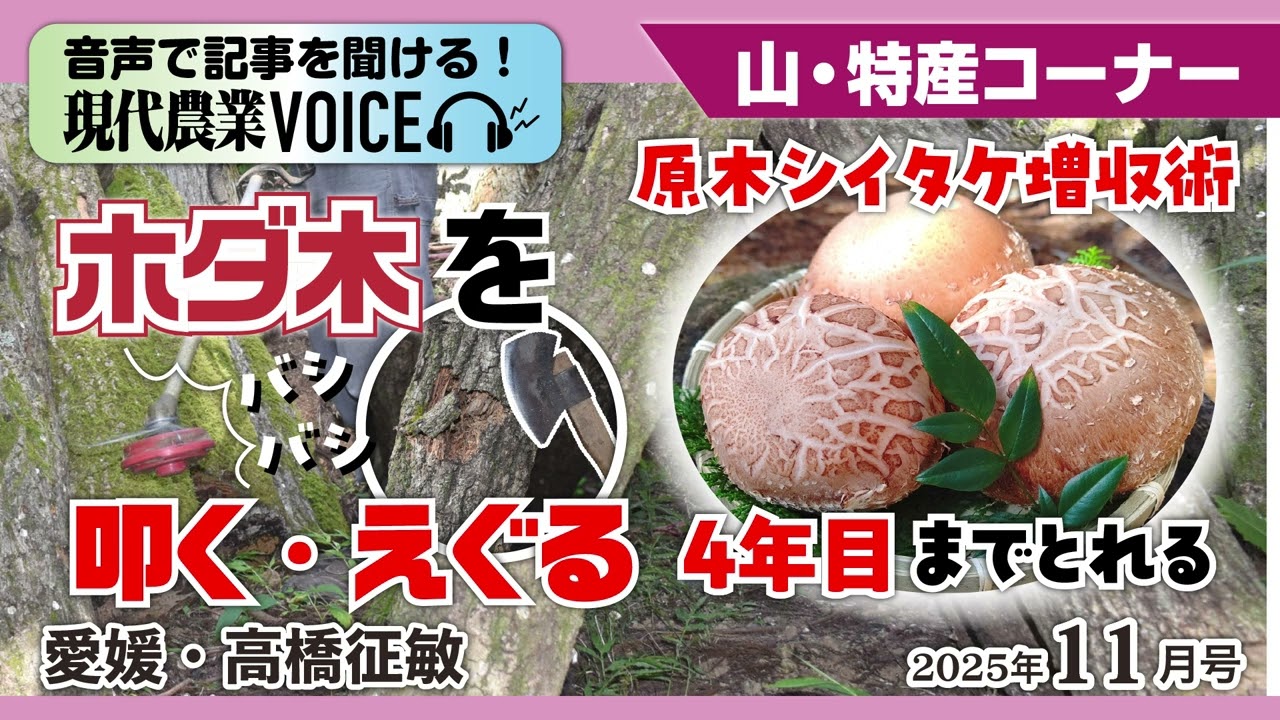 原木シイタケは三つの刺激を同時に与えると、より増収効果が出る