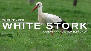 CANON R7 RF 200-800 4K CROP 50 WILDLIFE VIDEO