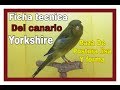 Yorkshire ficha técnica canario de postura lisa y forma