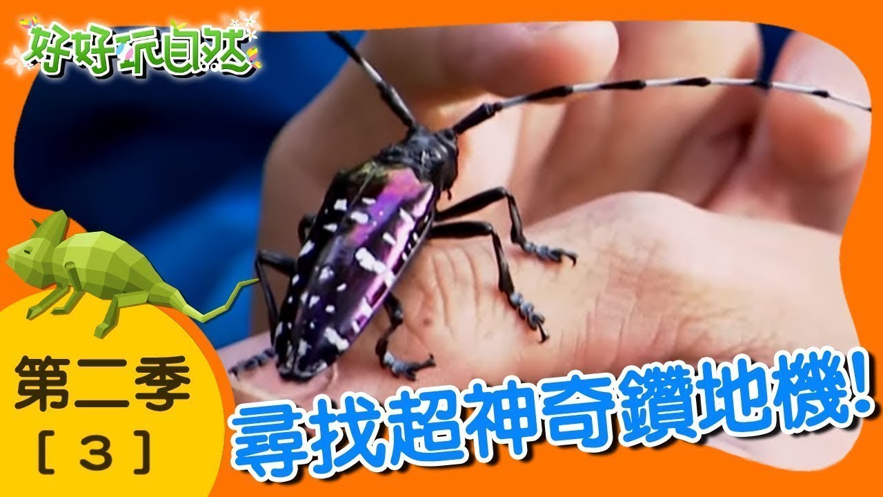 【好好玩自然】神奇深山鑽地機！黃腳深山鍬形蟲 紫艷大白星天牛｜第3集_第二季｜武嶺｜柳丁哥哥 熱血阿傑｜生態探索｜YOYO