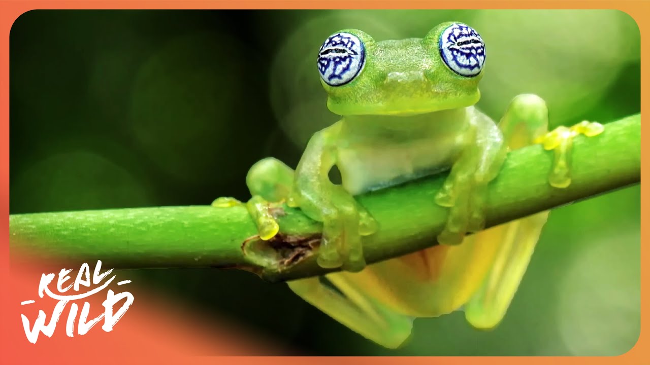 舞台+ミュージカル FROGS DOCUMENTARY OF FROGS The Fascinating Life of Frogs | 4K - YouTube
