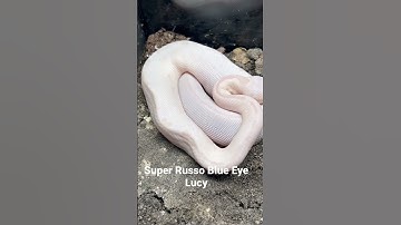 Blue Eye Lucy Ball Python