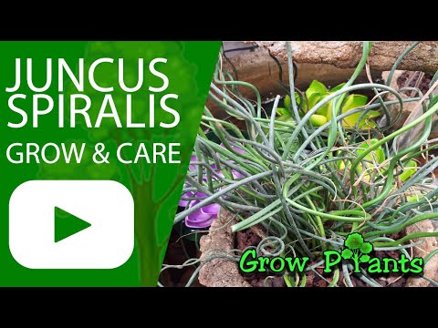 Juncus spiralis  - grow & care (Corkscrew rush)