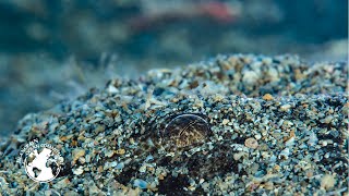 Angelsharks & Picarel’s Breeding Grounds | Episode 4 - Blancpain