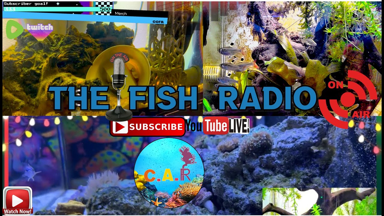 The fish radio the official fishwatch channel youtube