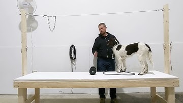 Force Fetch Lesson 10 - Leash Length Retrieve