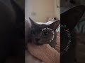 Elegant Gray Cat in Calm Pose #youtubeshorts #youtube #shorts #fyp #viral #viralvideo