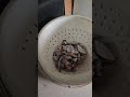 final polish agate creek agates