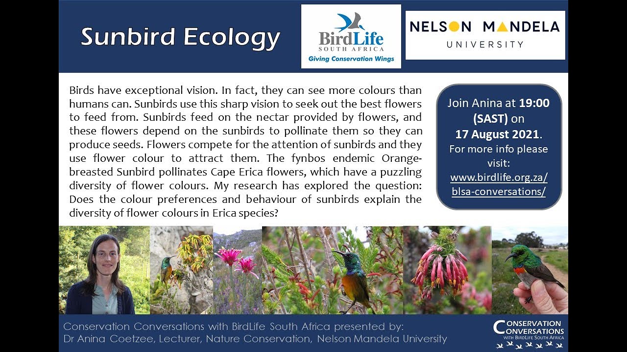 Conservation Conversations: Sunbirds and flower colour - Dr Anina Coetzee (17Aug21)
