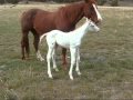 new foals on May 10, 2010  .wmv