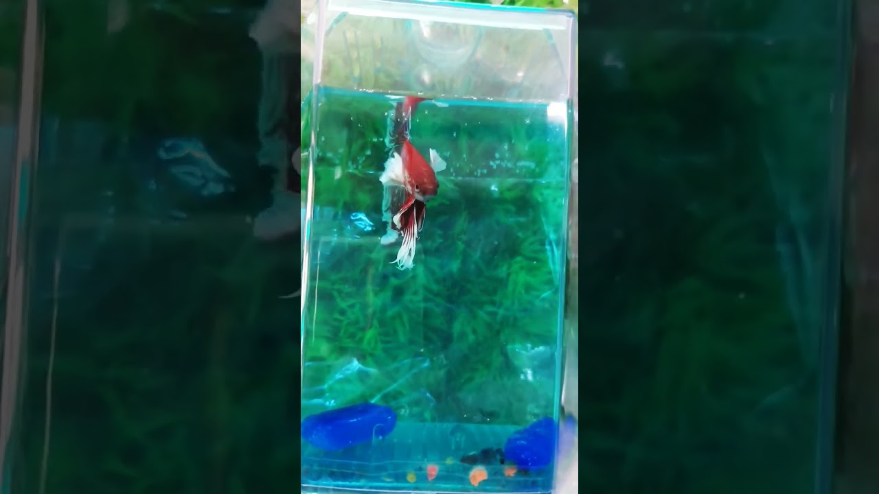 Fighter fish, Betta fish. #shorts #youtubeshorts #fighterfish #bettafish #fish #viral
