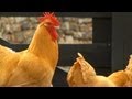 How to Create a Mobile Chicken Pen | P. Allen Smith Classics How to Create a Mobile Chicken Pen | P. Allen Smith Classics
