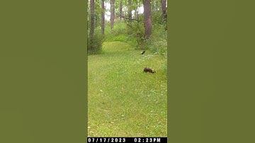 Mink can’t catch the Bird