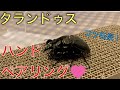 【ハンドペアリング】タランドゥスの交尾を一緒に見届ける動画