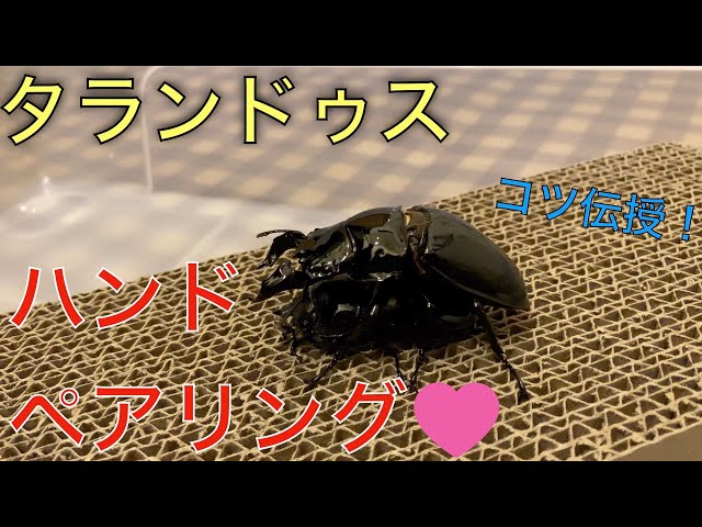 購入者様決定　タランドゥスペア他 楽天市場】【DDA】タランドゥスオオツヤ 成虫 ♂50〜85mmUP ペア