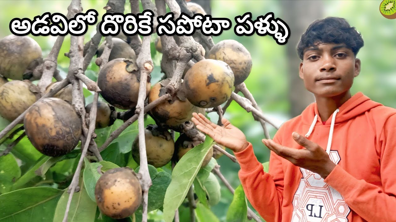 అడవిలో అరుదుగా దొరికే సపోటా పళ్ళు @Araku Tribal Boys