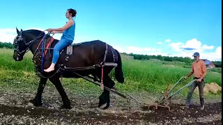 DRAFT HORSES: Cultivating the Garden with my Daughter!!