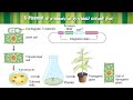   التحول الوراثي عن طريق زراعة الأنسجة النباتية