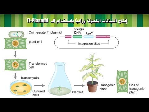 Plant transformation التحول الوراثي عن طريق زراعة الأنسجة النباتية