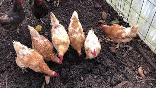 Chickens making compost