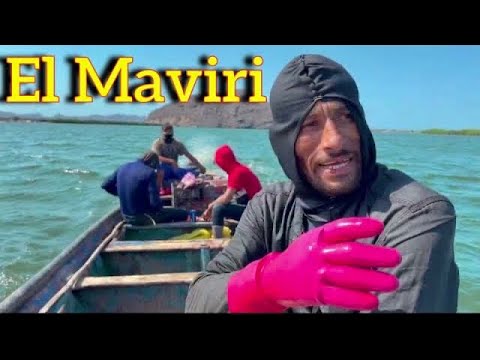 Así se sacan los ostiones y patas de Mula el #Maviri #Topolobampo Sinaloa #discovery #historychannel