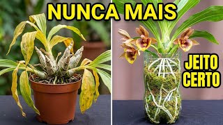 Nunca Mais Perca Uma Orquídea Catasetum Com Essa Técnica