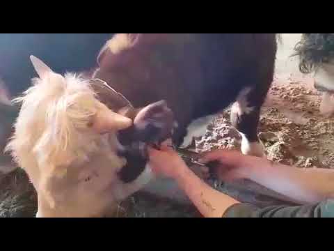 Привязь для быков своими руками