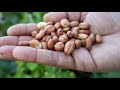 How to grow Peanuts in your home garden Mp3 Song