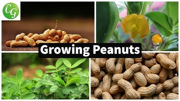 How to grow Peanuts in your home garden