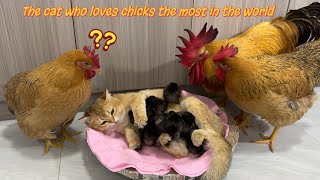 I am shocked! Experienced kitten teaches rooster and hen to take care of chicks! cute and funny