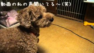 元保護犬トイプードル レオ　自分の動画に反応する(笑)