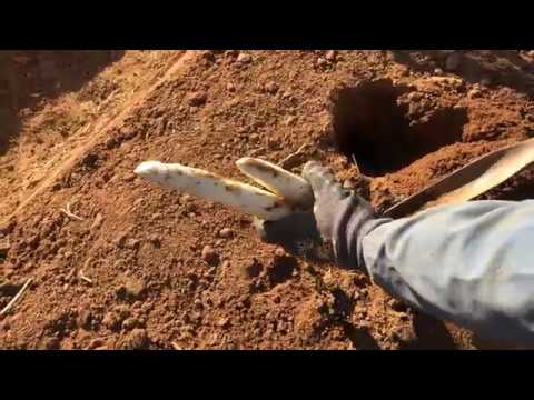 Vidéo: Récolte des asperges : comment cueillir les asperges