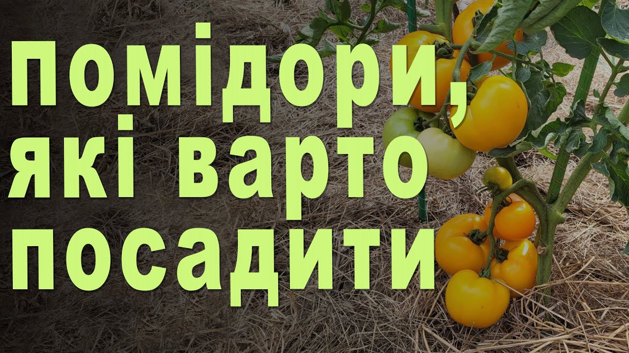 ТОП-ЛИСТ ТОМАТІВ, які варто посадити. Огляд насіння сортів (гібридів) помідорів 2025